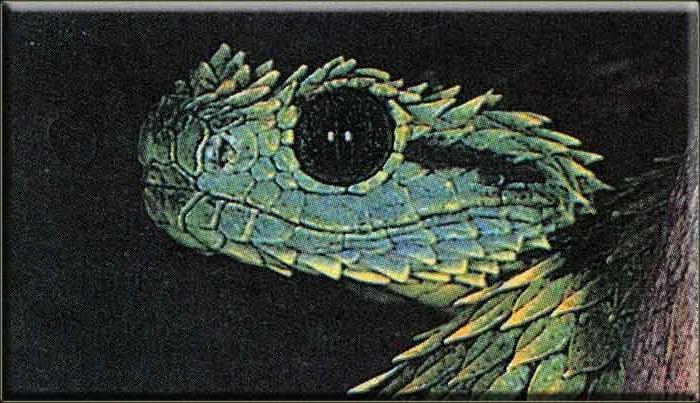 Новосибирский серпентарий (1989) 