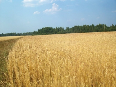 Урочище Золотая нива